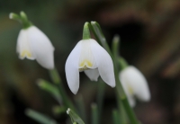 Galanthus nivalis Lady Elphinstone